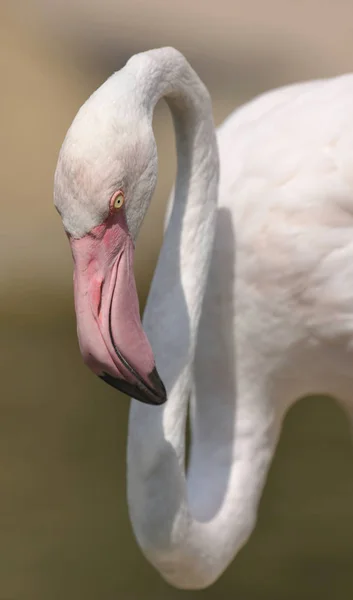 Nahaufnahme von rosa Flamingo — Stockfoto