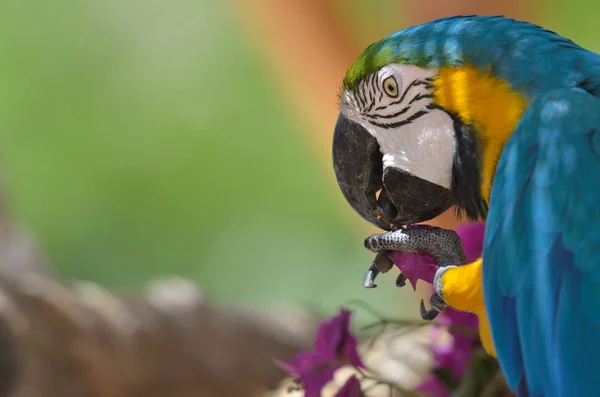 Colorgul parrot on tree — Stock Photo, Image