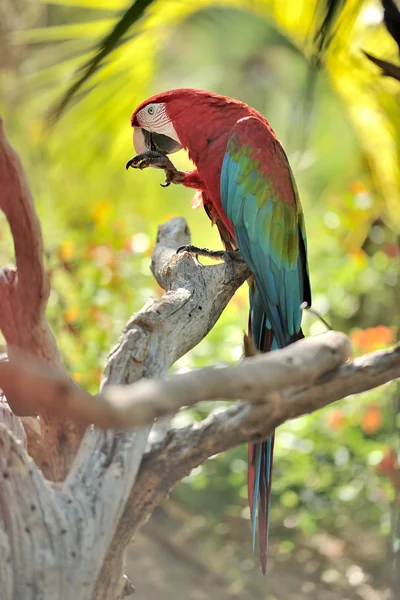 Papuga Colorgul na drzewo — Zdjęcie stockowe