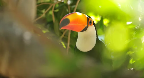 TOCO toucan σε κλαδί δέντρου — Φωτογραφία Αρχείου