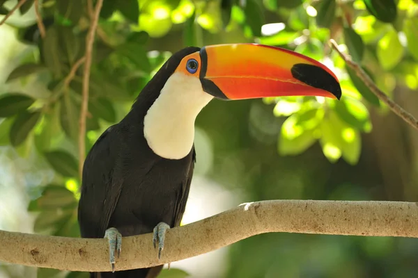 TOCO toucan σε κλαδί δέντρου — Φωτογραφία Αρχείου