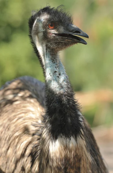 Close-up vista de emu pássaro — Fotografia de Stock