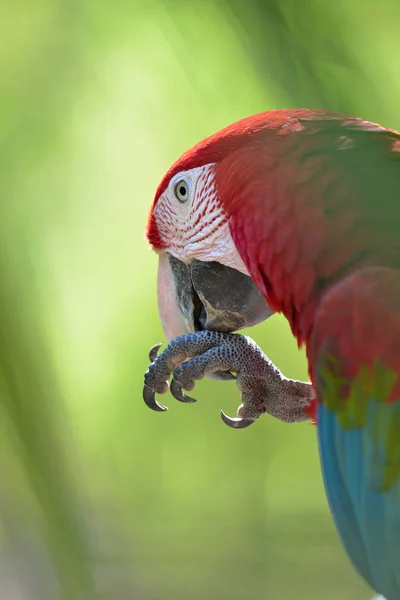 Colorgul papegaai op boom — Stockfoto