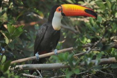 Ağaç dalı Toco toucan