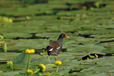 Moorhen su bitkiler üzerinde
