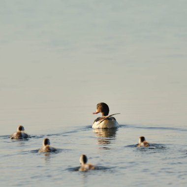 Suda ördek yavrusu ile ördek