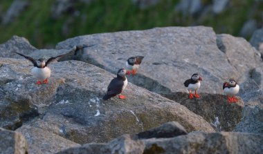 Atlantik puffins kayada duran
