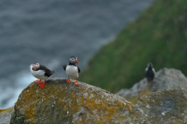 Atlantik puffins kayada duran