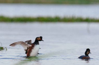 Su üzerinde açılış kara boyunlu batağan