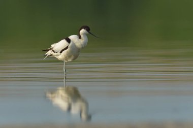 Kılıçgaga kuş ayakta su