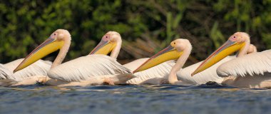 Suda yüzen Pelikan demet