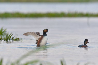 Su üzerinde açılış kara boyunlu batağan