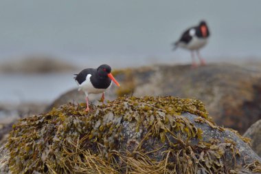 Avrasya Oystercatchers ayakta buzlu