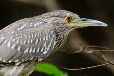 Siyah taçlı gece kuşu.