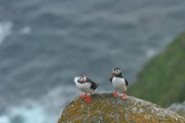 Atlantik puffins kayada duran