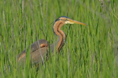 Kırmızı balıkçıl kuş yürüme