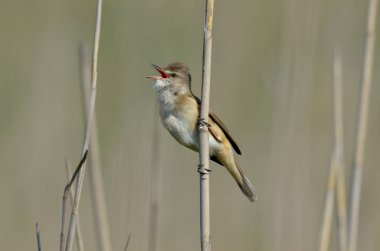 Dalı üzerinde büyük kamışçın