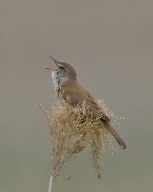 Dalı üzerinde büyük kamışçın