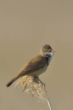 Dalı üzerinde büyük kamışçın