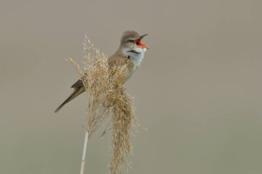 Dalı üzerinde büyük kamışçın