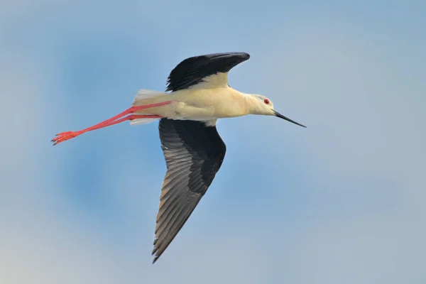 Estilhaço-de-asa-preta voando no céu — Fotografia de Stock