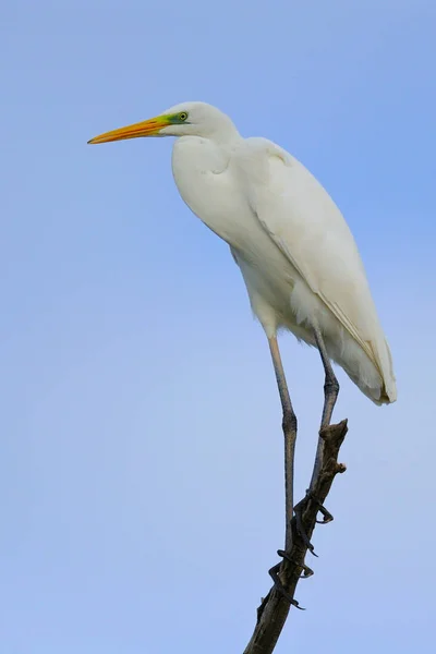 Grande aigrette de l'Est sur la branche — Photo