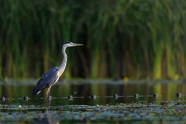 Reiher steht im Wasser — Stockfoto