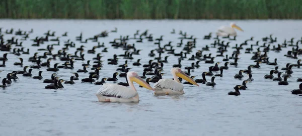 Пеликаны и чёрные птицы — стоковое фото