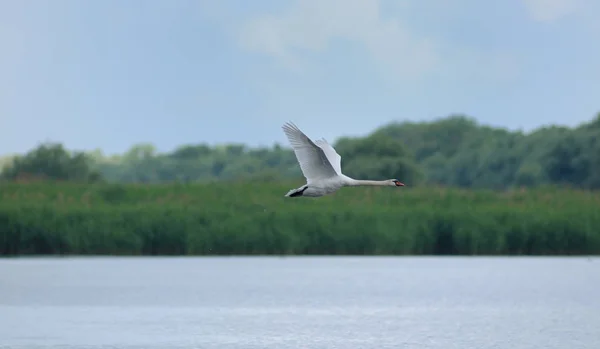 Big white swan flying — Stock Photo, Image