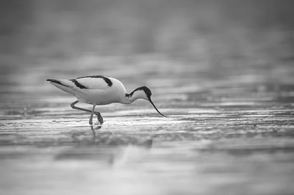 Säbelschnäbler läuft im Wasser — Stockfoto