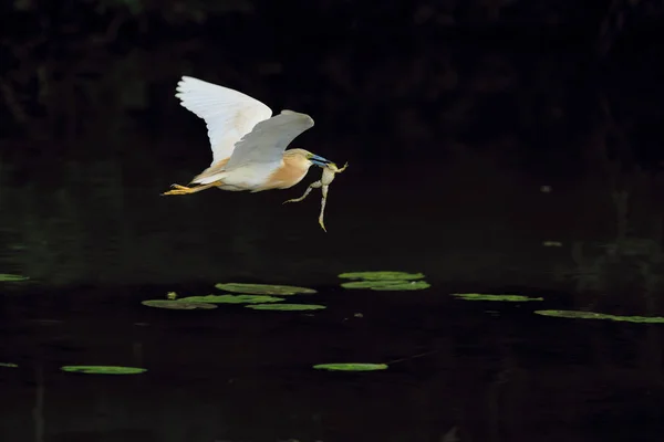 Siyah taç gece balıkçılı uçan 