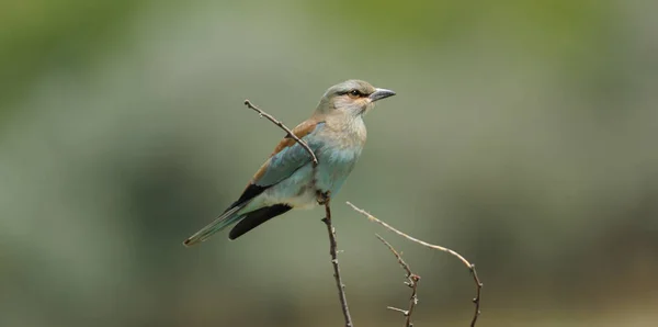 Shrike con respaldo rojo en la rama — Foto de Stock