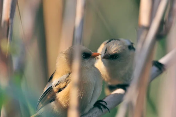 Dos pajaritos en ramas — Foto de Stock