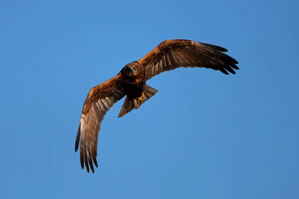 Falcão voando no céu — Fotografia de Stock