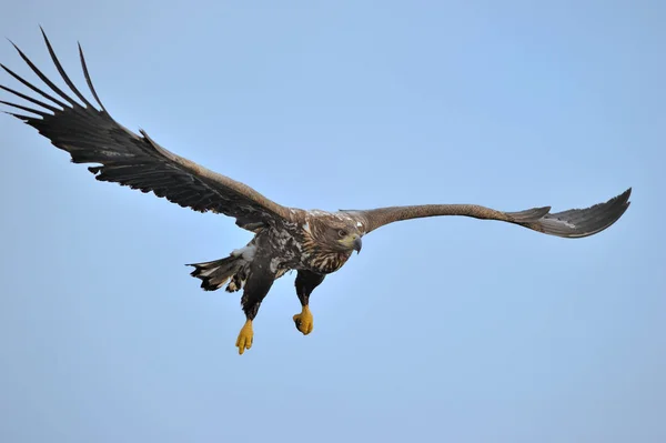 Falcão voando no céu — Fotografia de Stock