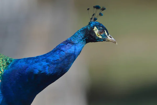 Tavus kuşu görünümü kapatın