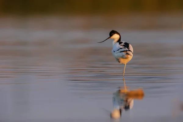 Säbelschnäbler steht im Wasser — Stockfoto