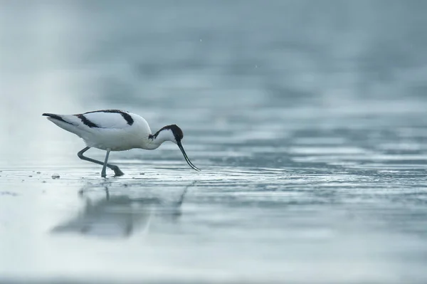 Avocet oiseau marchant dans l'eau — Photo