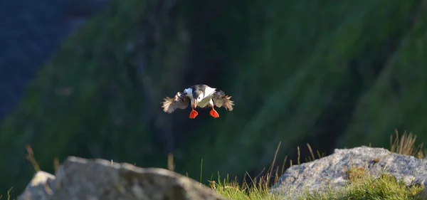 Atlantik martı kayada açılış