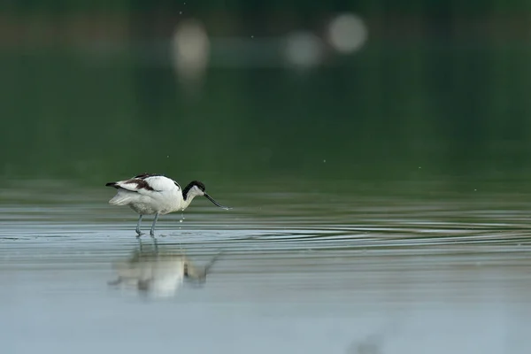 Avocet ptak stojący w wodzie — Zdjęcie stockowe