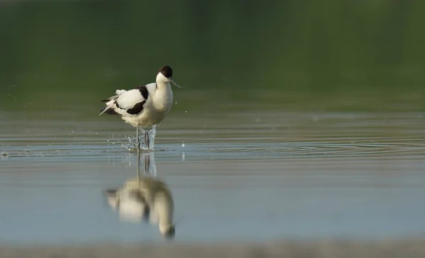 Avocet uccello in piedi in acqua — Foto Stock