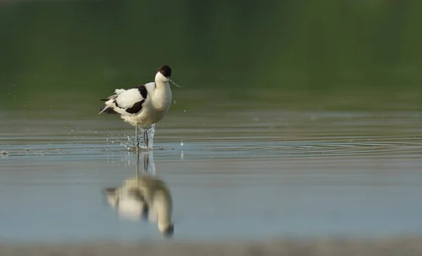 Säbelschnäbler steht im Wasser — Stockfoto