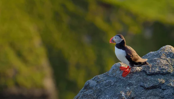 Puffin atlantico in piedi sulla roccia — Foto Stock