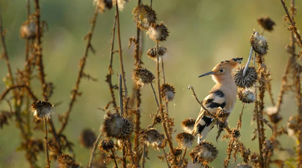 Aves de Hoopoe europeas en rama — Foto de Stock