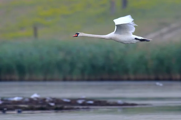 Cisne voando sobre a água — Fotografia de Stock