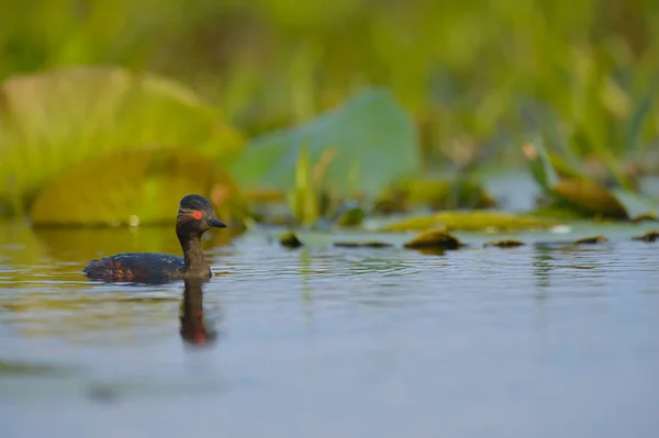 Schwarzhalstaucher im Wasser — Stockfoto