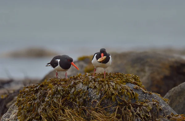 Avrasya Oystercatchers ayakta buzlu