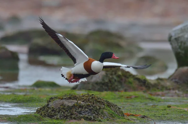 Wspólne kaczki Ohar, latanie — Zdjęcie stockowe