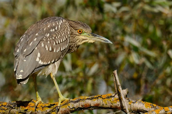 Černý korunovaný noční Heron na větvi — Stock fotografie