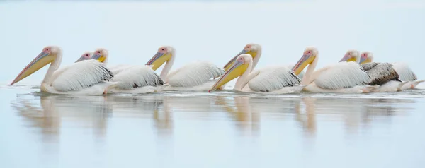 Pelikane treiben im Wasser — Stockfoto